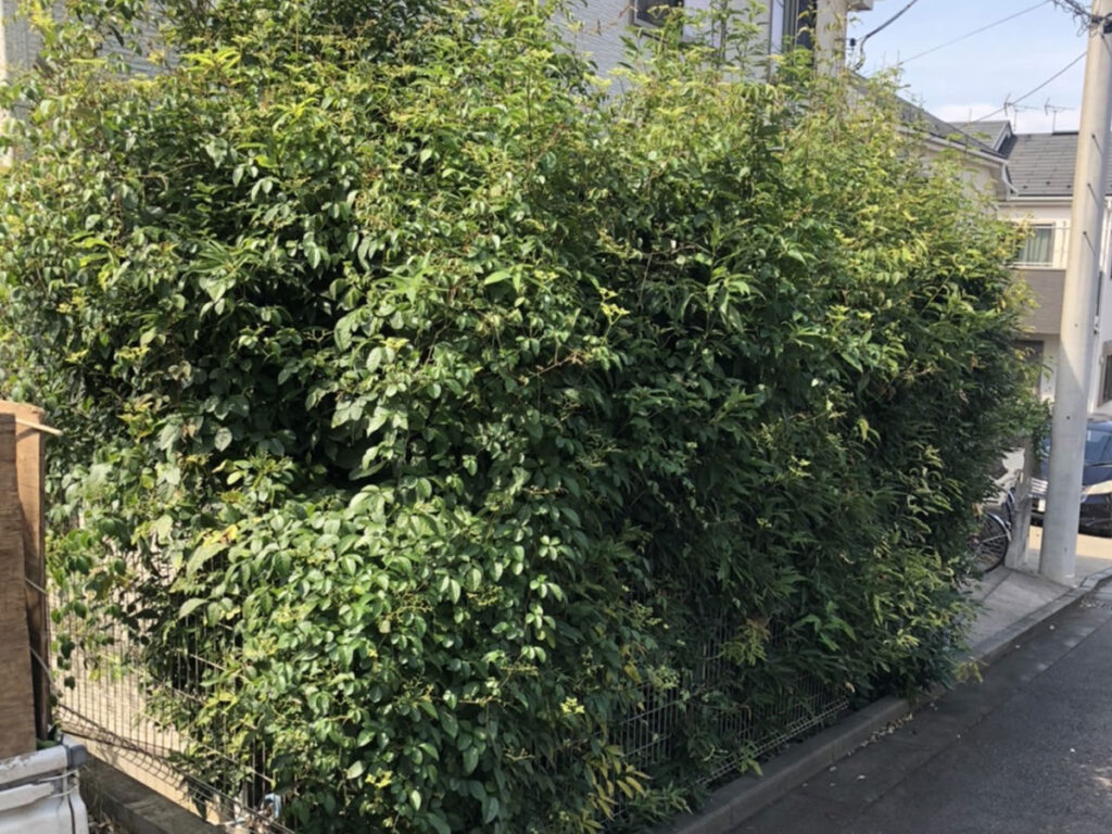 道路にはみ出した生垣
