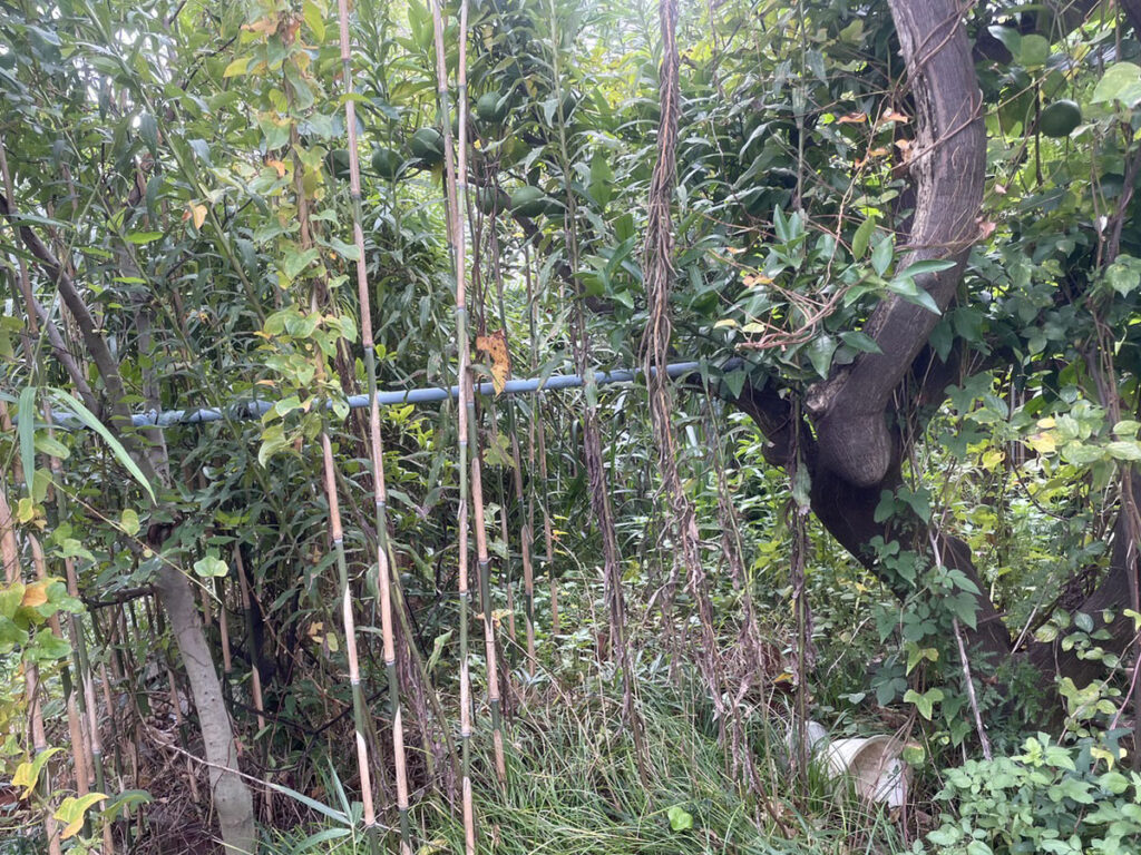 伸びた果樹を剪定