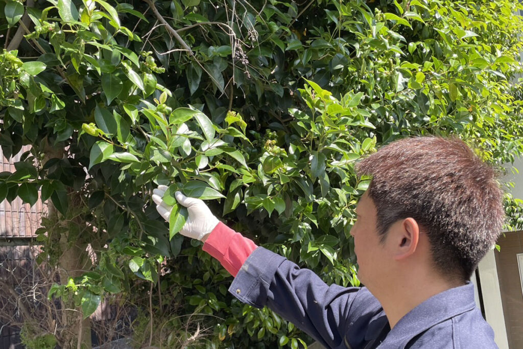 ハチの巣の有無や、虫・鳥が寄りつきやすい場所がないかをあわせて確認。